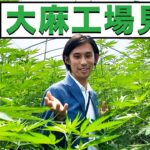 タイの大麻農場を見学してきました！