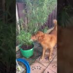 タイで大麻中毒になってしまった犬の末路