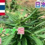 タイ　大麻を売ってタイを巡るバン　ep.4