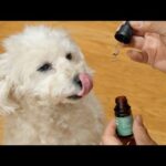 愛犬用の「大麻」が売ってた！あげてみたら効果がすごすぎて草