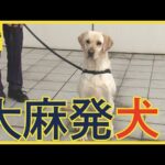 麻薬探知犬が活躍！大麻が隠された水筒の前で座って動かず！タイから密輸容疑で男を逮捕　新千歳空港