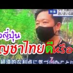 กัญชาไทยข่าวญี่ปุ่นดีหรือไม่ดีタイの大麻日本のニュース