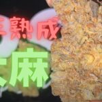 #137話 【最高級マリファナ】バンクーバーで多分最高値の大麻。