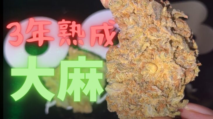 #137話 【最高級マリファナ】バンクーバーで多分最高値の大麻。