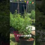 タイにある大麻農場