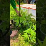 「タイで田舎暮らし初めてみました」watering the baby ganja