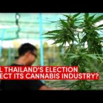 Cannabis emerges as Thai election issue