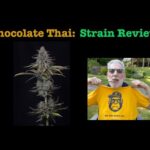 Chocolate Thai Cannabis Strain Review: Famed landrace strain from Thailand