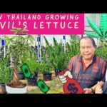 Devils lettuce-you want to have in your home | This is EPIC!! Thailand