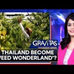 Gravitas: Thailand’s marijuana industry booms