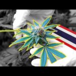 High Stakes For Thailand’s Cannabis Farmers