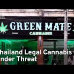 Thailand Legal Cannabis Businesses Under Threat | TaiwanPlus News