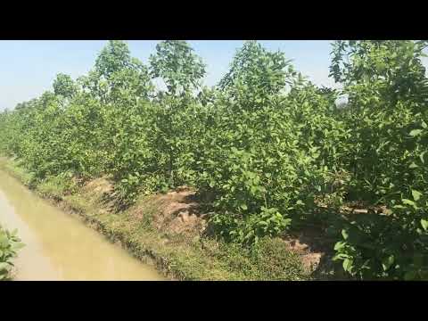 Kratom touring across north Thailand in a boat to learn more about kratom growing.