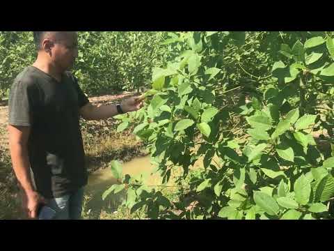 Learning about kratom growing and a farm tour in north Thailand.