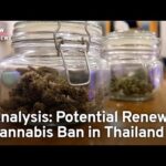 Analysis: Potential Renewed Ban on Cannabis in Thailand | TaiwanPlus News