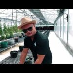 Exotics TV – Organic Living Soil Cannabis Farm in Thailand – Exotics Cannabis Factory Episode 1