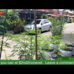 24/7 Live from Pattaya Thailand Cannabis Garden