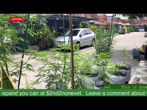 24/7 Live from Pattaya Thailand Cannabis Garden