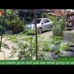 24/7 Pattaya Thailand Cannabis Garden