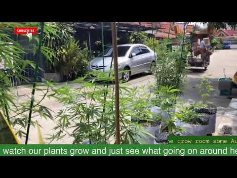 24/7 Pattaya Thailand Cannabis Garden