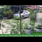 24/7 Pattaya Thailand Cannabis Garden