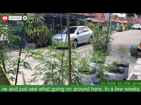 24/7 Pattaya Thailand Cannabis Garden