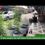 24/7 Pattaya Thailand cannabis garden