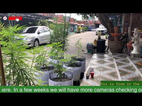 24/7 Pattaya Thailand cannabis garden