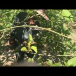 Harvesting Thai Kratom in the rural fields hidden from police view in South Thailand.