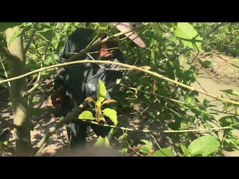 Harvesting Thai Kratom in the rural fields hidden from police view in South Thailand.