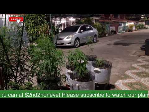 LIVE Pattaya Thailand Cannabis