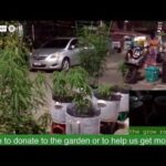 Pattaya Thailand️️️ 24/7 view of Cannabis