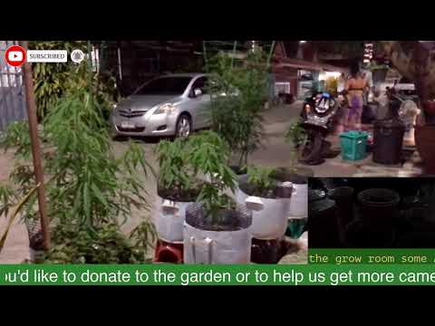 Pattaya Thailand️️️ 24/7 view of Cannabis