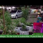 Pattaya Thailand️️️ 24/7 view of Cannabis