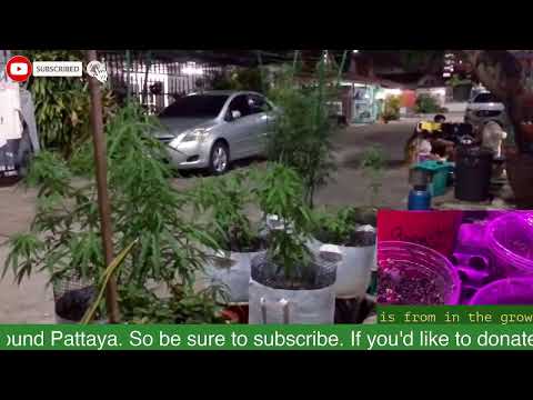 Pattaya Thailand️️️ 24/7 view of Cannabis