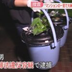 特集「キャッチ」若者中心に浸食する大麻を取り締まる“マトリ”に密着　大量摘発の瞬間