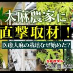 “大麻解禁”タイで医療大麻の栽培事業どう始めたの？大麻農家のジョーさん詳しく聞いてみた【前編】