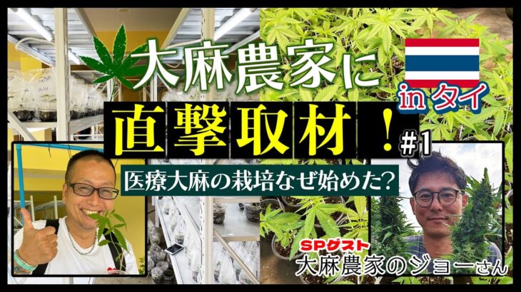 “大麻解禁”タイで医療大麻の栽培事業どう始めたの？大麻農家のジョーさん詳しく聞いてみた【前編】