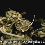 タイ　大麻　始まり