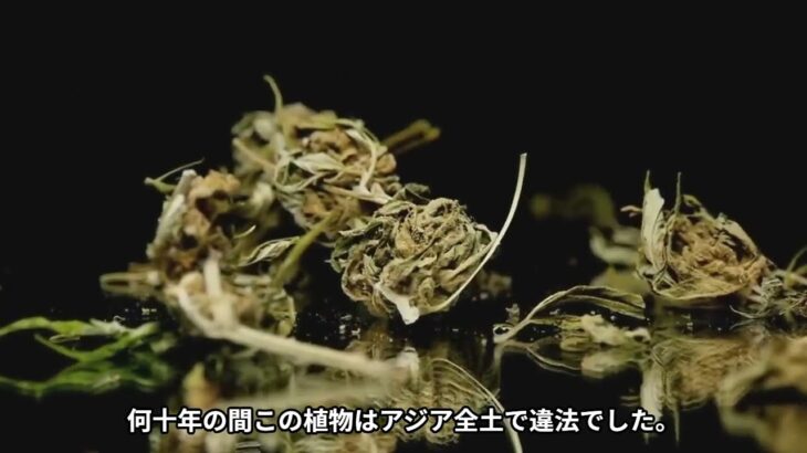 タイ　大麻　始まり