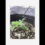 Day 17 Purple Thai & Black Strap x Grape Dosi Breath