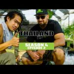 S4 EP2 Thailand Becomes The First Country in Asia to Legalize Cannabis, But… That Could Change!