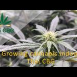 THAI CBG / Growing cannabis indoor Thai CBG