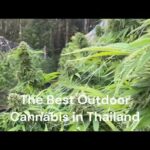 THAI CBG / The Best Outdoor Cannabis in Thailand