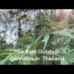 THAI CBG / The Best Outdoor Cannabis in Thailand