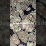 #flower weed marijuana cannabis Wholesale #bud #exotic #farm #bangkok #thailand #plug #seller #shop