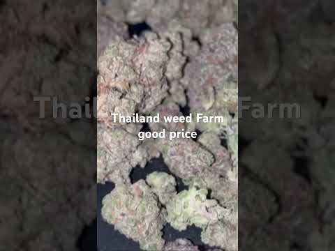 #weed420 #thailand #bangkok #farm #farmer #cannabis #shop #marijuana #ganja #wholesale #exotic #top