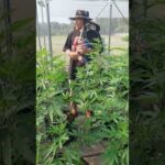 Expert Thai Cannabis Grow team prunes veg greenhouse #420 #closedloop #mmj