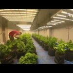 Mastering Cannabis Growth in Thailand: Final Trim Before Flowering 🌿 Seed to Harvest