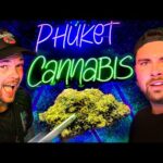 The BEST WEED Bar in PATONG Phuket! (2023)